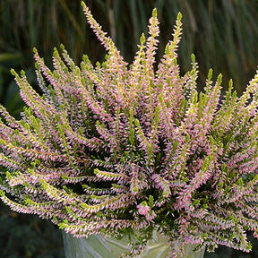 Bruyère d'été Theresa - Calluna vulgaris theresa - Willemse