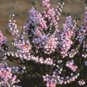 Bruyère d'été Elsie Purnell - Calluna vulgaris elsie purnell - Willemse