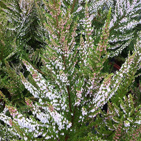 Erica arborea great star® 'le vasterival' - Bruyère arborescente Great Star® Le Vasterival - Bruyères