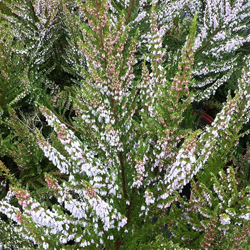 Erica arborea great star® 'le vasterival' - Bruyère arborescente Great Star® Le Vasterival - Bruyères