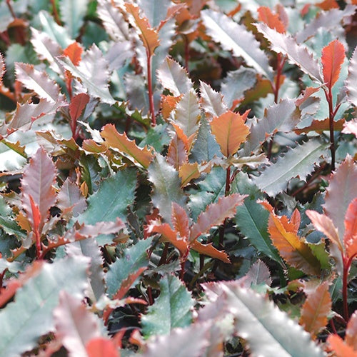 Photinia denté Crunchy® Photinia à feuille de châtaignier - Willemse