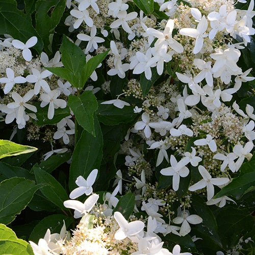Hortensia paniculé Praecox - Willemse
