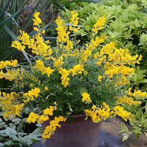 Genêt Phebus® - Cytisus racemosus phebus ® - Willemse