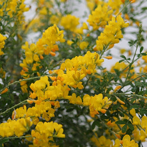 Genêts - Genêt Phebus® - Cytisus racemosus phebus ®