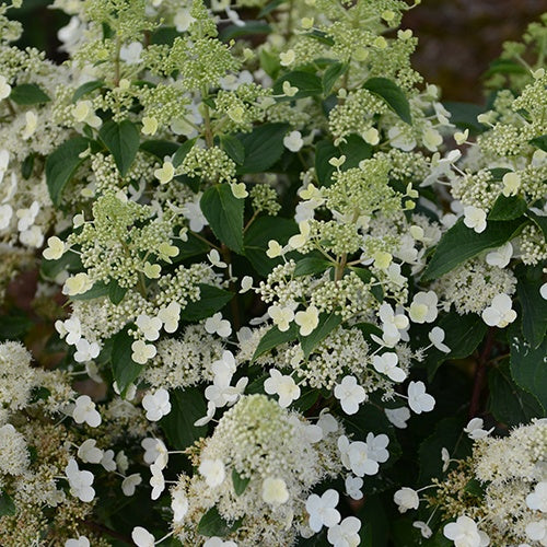 Hortensia paniculé Magical® 'Hymalaya' - Willemse