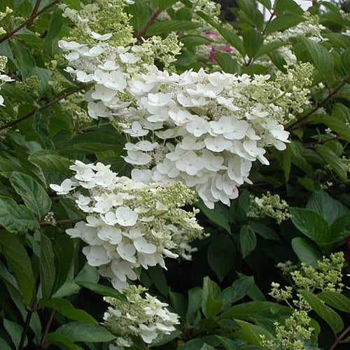 Hortensia paniculé October Bride - Willemse