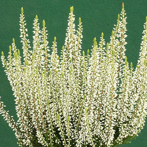 Bruyère d'été Helena - Calluna vulgaris helena - Willemse