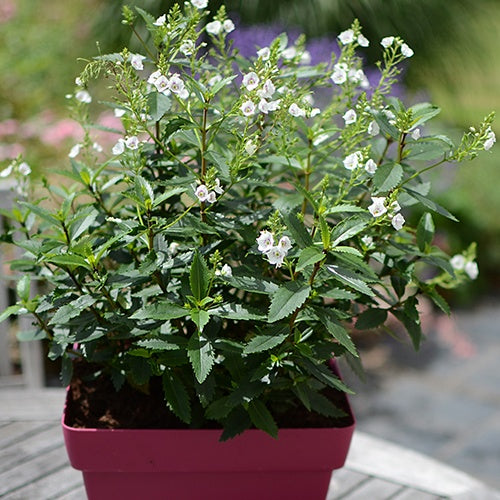 Parahébé Avalanche - Parahebe x avalanche - Willemse