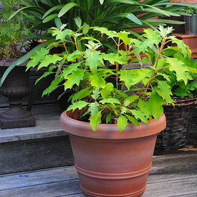 Hortensia à feuilles de chêne Ice Crystal - Willemse