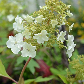 Hortensia à feuilles de chêne Ice Crystal - Hydrangea quercifolia ice crystal - Willemse