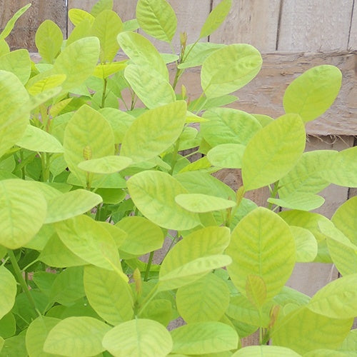 Arbre à perruque doré Golden Lady® - Willemse