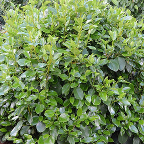 Griséline Ardmore Emerald Grisélinie du littoral Ardmore Emerald - Willemse