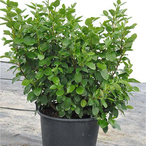 Griséline Ardmore Emerald Grisélinie du littoral Ardmore Emerald - Griselinia littoralis emerald - Willemse