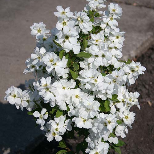 Exochorde Magical® Springtime - Willemse