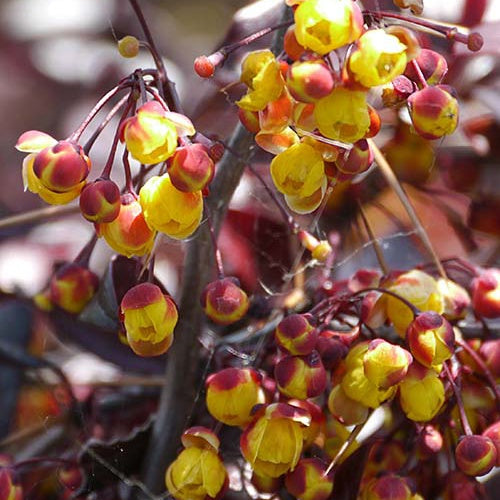 Berberis Thunderbolt - Willemse