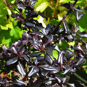 Berberis Thunderbolt - Berberis thunbergii thunderbolt - Willemse