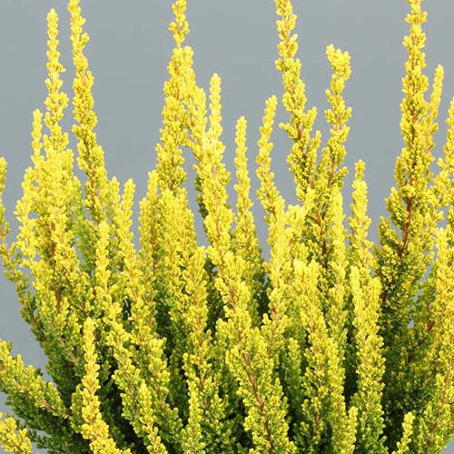 Bruyère d'été Zeta - Willemse