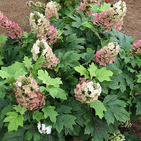 Hortensia à feuilles de chêne Jetstream - Hydrangea quercifolia jetstream - Willemse