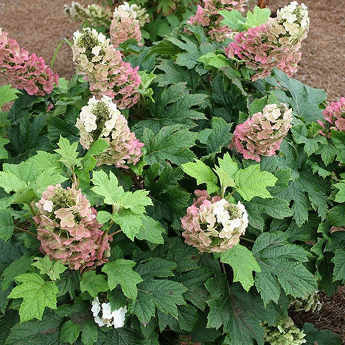 Hortensia à feuilles de chêne Jetstream - Hydrangea quercifolia jetstream - Willemse