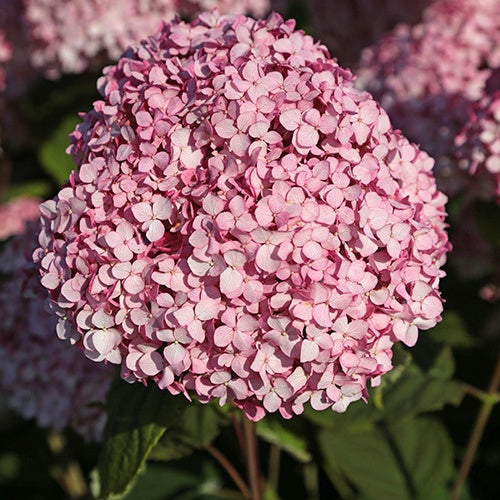 Hortensia de Virginie Magical® Pinkerbell Kolpinbel - Willemse
