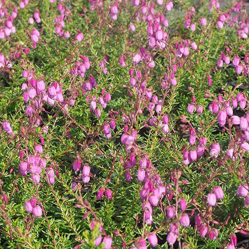 Bruyère irlandaise Purpurea - Willemse