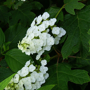 Hydrangea quercifolia snowflake - Hortensia à feuilles de chêne Snowflake - Hortensia à feuilles de chêne