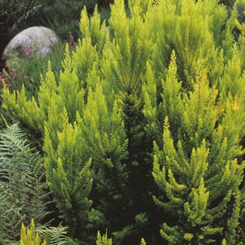 Bruyère arborescente Estrella Gold - Willemse