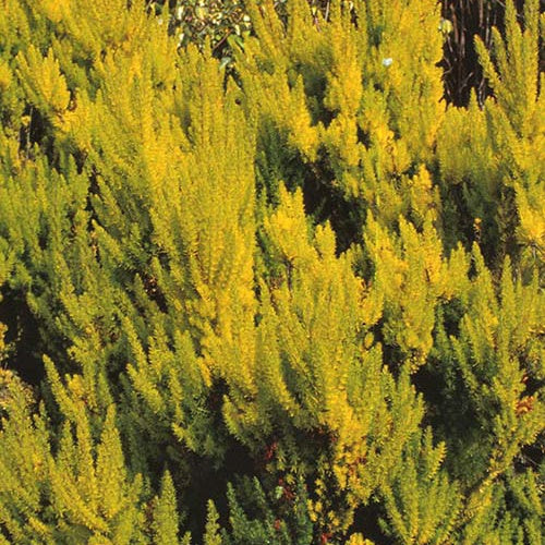 Erica arborea estrella gold - Bruyère arborescente Estrella Gold - Bruyères