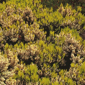 Bruyères - Bruyère arborescente Estrella Gold - Erica arborea estrella gold