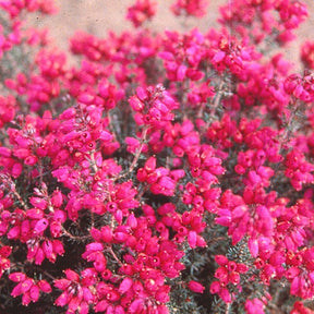Bruyère cendrée Rosabella - Willemse