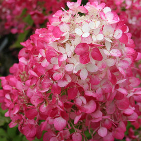 Hydrangea paniculata diamant rouge ® 'rendia' - Hortensia paniculé Diamant Rouge - Hortensia paniculé