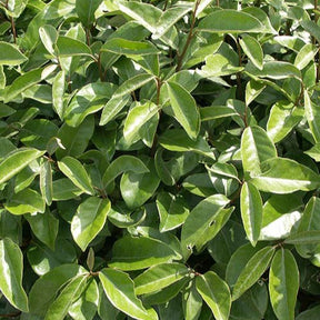 Vente Eleagnus - Eleagnus ebbingei