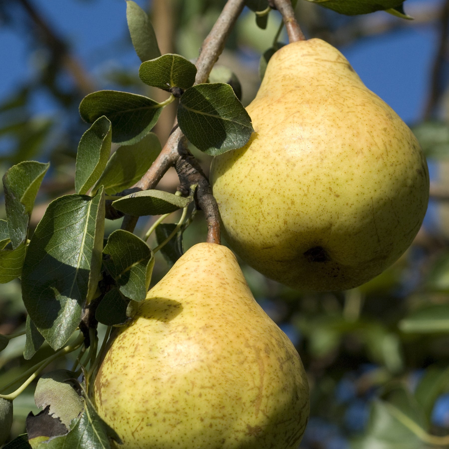 Poirier William's - Bon Chrétien - Pyrus communis William's ('bon chrétien') - Willemse