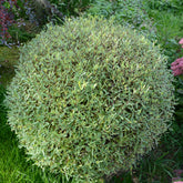 Saule pourpre nain - Willemse