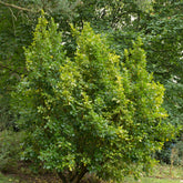 Griseline du littoral Variegata - Willemse