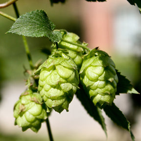 Houblon Magnum