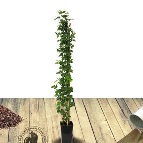 Mûrier Triple Crown - Rubus fruticosus triple crown - Willemse