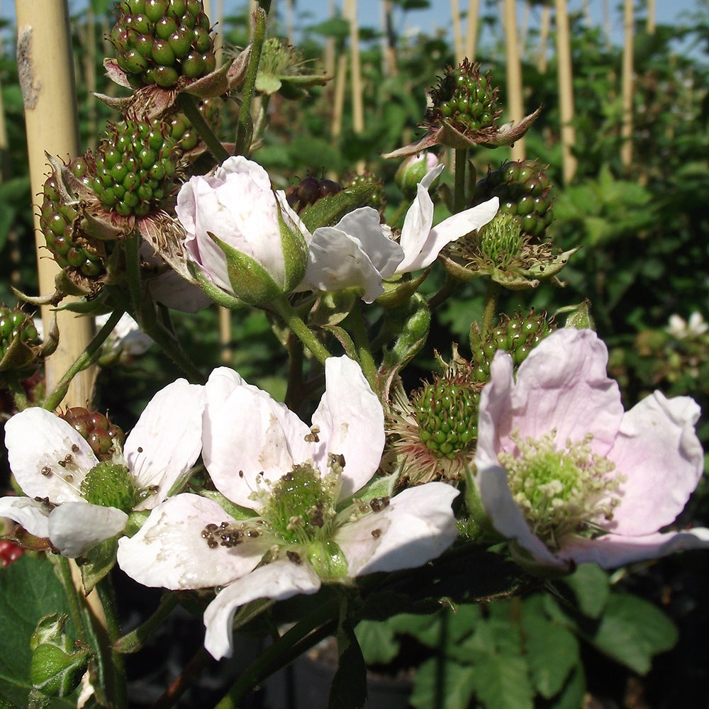 Mûrier sans épines Thornfree - Willemse