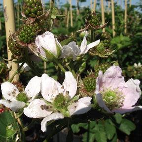 Mûrier sans épines Thornfree - Willemse