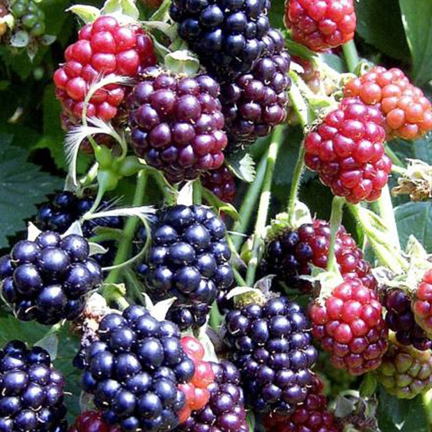 Mûrier sans épines Thornfree - Rubus fruticosus thornfree - Willemse