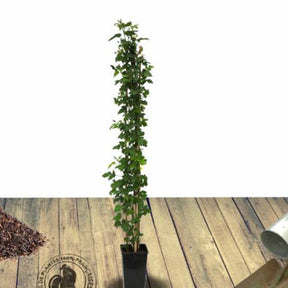 Rubus fruticosus thornfree - Mûrier sans épines Thornfree - Mûrier