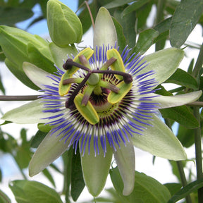 Passiflore bleue - Passiflores - Willemse