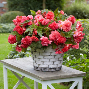 5 Bégonias retombants parfumés Pink delight - Willemse