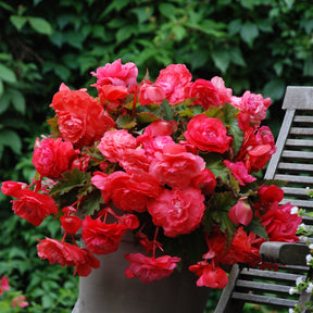 5 Bégonias retombants parfumés Pink delight - Begonia odorata pink delight - Willemse