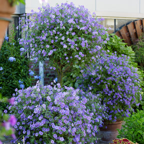 Arbre aux gentianes - Lycianthes rantonnetii