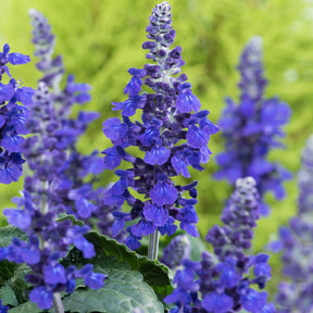 3 Sauge Mysty - Salvia mysty - Plantes