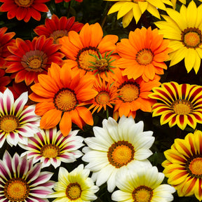 3 Gazons d'Espagne - Gazania splendens - Plantes