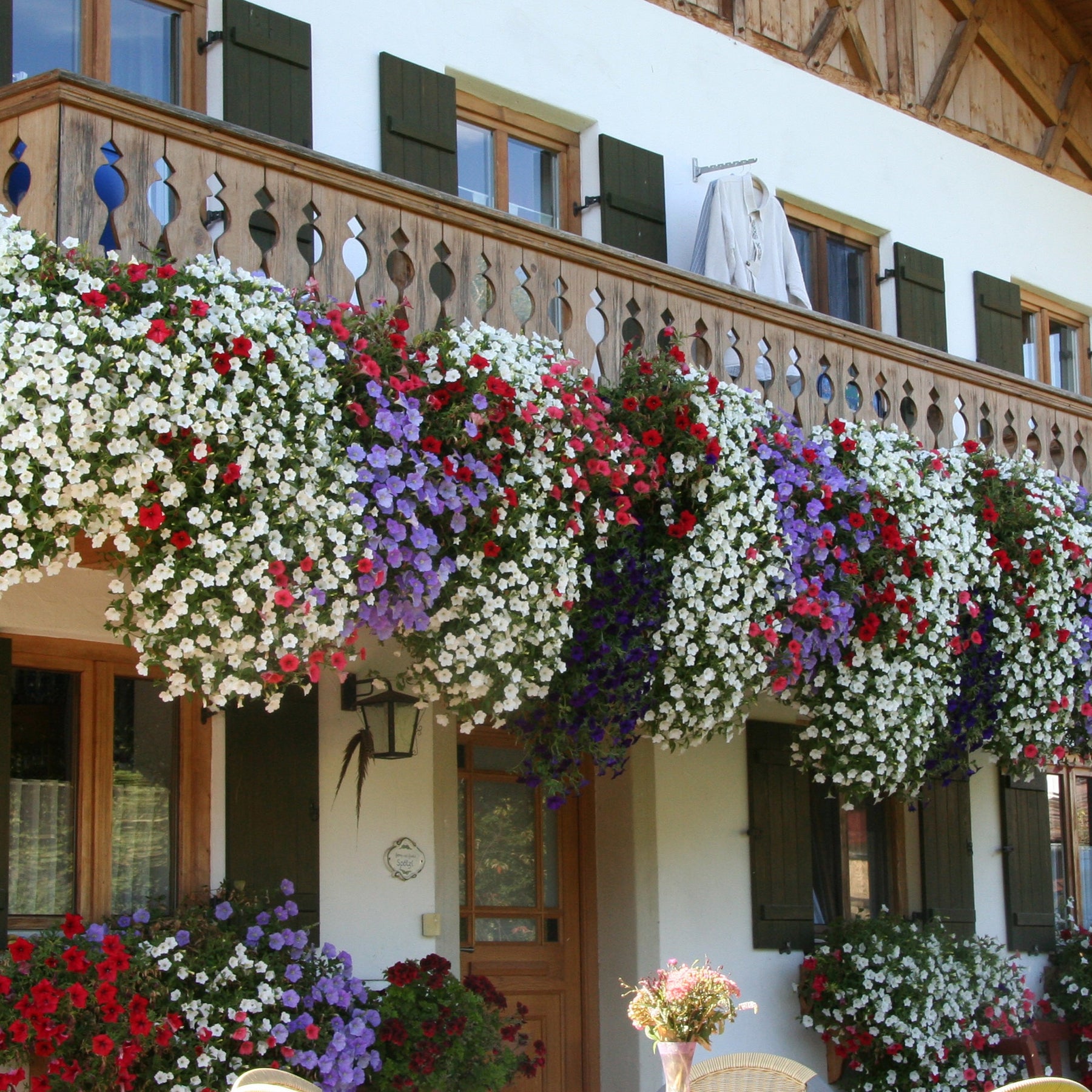 3 Pétunias des Alpes en mélange - Alpe tunia® mix