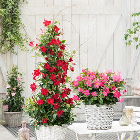 Mandevilla - Jasmin du Brésil - Dipladenia pyramide rouge - Dipladenia