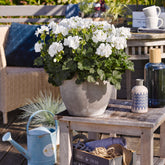 Géraniums à massifs blancs - Willemse